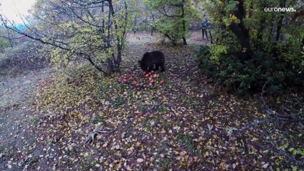 Grécia tenta proteger urso pardo
