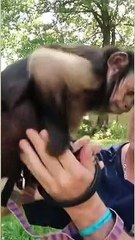 Baby MonkeyHappy making friends with a Chihuahua #monkey #baby #chihuahua #cute