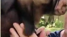 Baby MonkeyHappy making friends with a Chihuahua #monkey #baby #chihuahua #cute