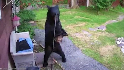 15 Times Animals Messed With The Wrong Opponent #2