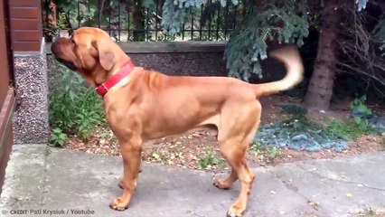 15 Dog Breeds That Can Kill Wolves