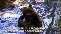 Három medvét is lelőttek egy hónapon belül Görögországban