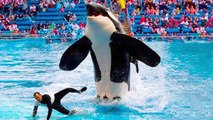 15 Things Seaworld Doesn't Want You To Know