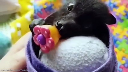 15 Cute Animals That Are Actually Deadly