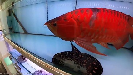 You’ll Be a Millionaire If You Find This Animal