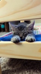 Kitten Sleeps Stretched Out on Doll Bed