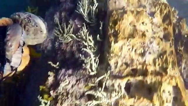 Failure to decriminalise Indigenous cultural fishing in NSW contradicts Closing the Gap targets, inquiry hears