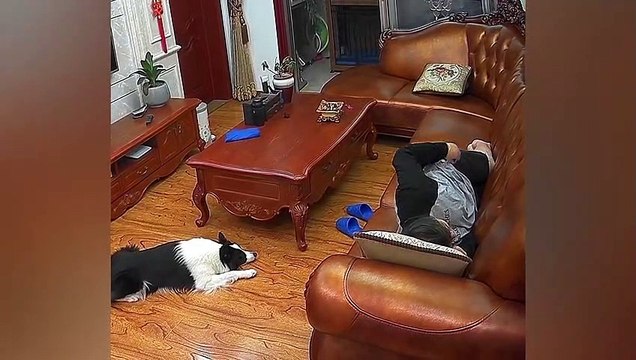 Clip cô chó “lươn lẹo”, giả vờ ngủ sau khi lén lấy tiền của chủ: Có sổ đỏ chắc phải cất cho kĩ