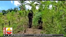 Fuerzas Armadas aseguran plantación de droga
