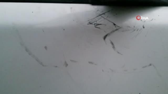 Şaşkına çeviren olay: Otomobilin camını kıran ayı araçtaki yiyeceklerle karnını doyurdu