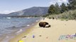 Bear Family Chills at Beach After Taking Dip in Lake Tahoe