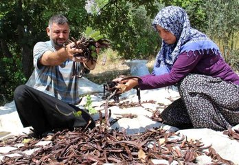 Harnup, üreticisini sevindirdi