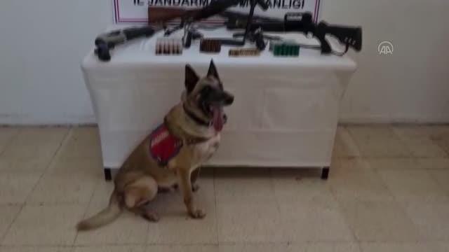 Son Dakika | ŞANLIURFA - Uzun namlulu silah ile 3 av tüfeği ve 2 tabanca ele geçirildi