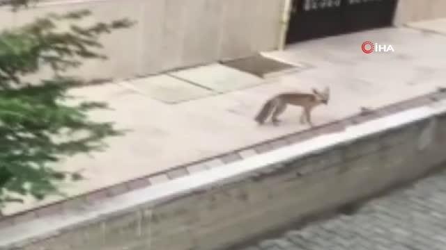 Kars haber | Başkent'te aç ve susuz kalan tilkiler şehir merkezine indi