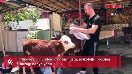 Türkiye’nin gündemine oturmuştu, psikolojisi bozulan buzağı banyo yaptı