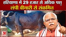 Lumpy Skin Disease 176 Cattle Died Due To Lumpy In Haryana| हरियाणा में लंपी बेकाबू|Lumpy Virus