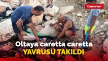 Oltaya caretta caretta yavrusu takıldı