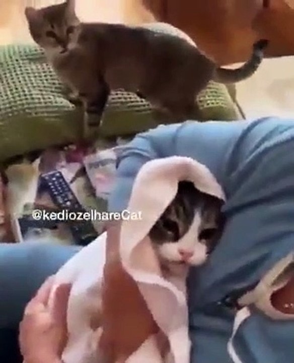 Jelous cat