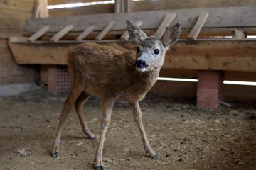 Çorum haberi... Çorum'da bulunan karaca yavrusu doğal hayata hazırlanıyor