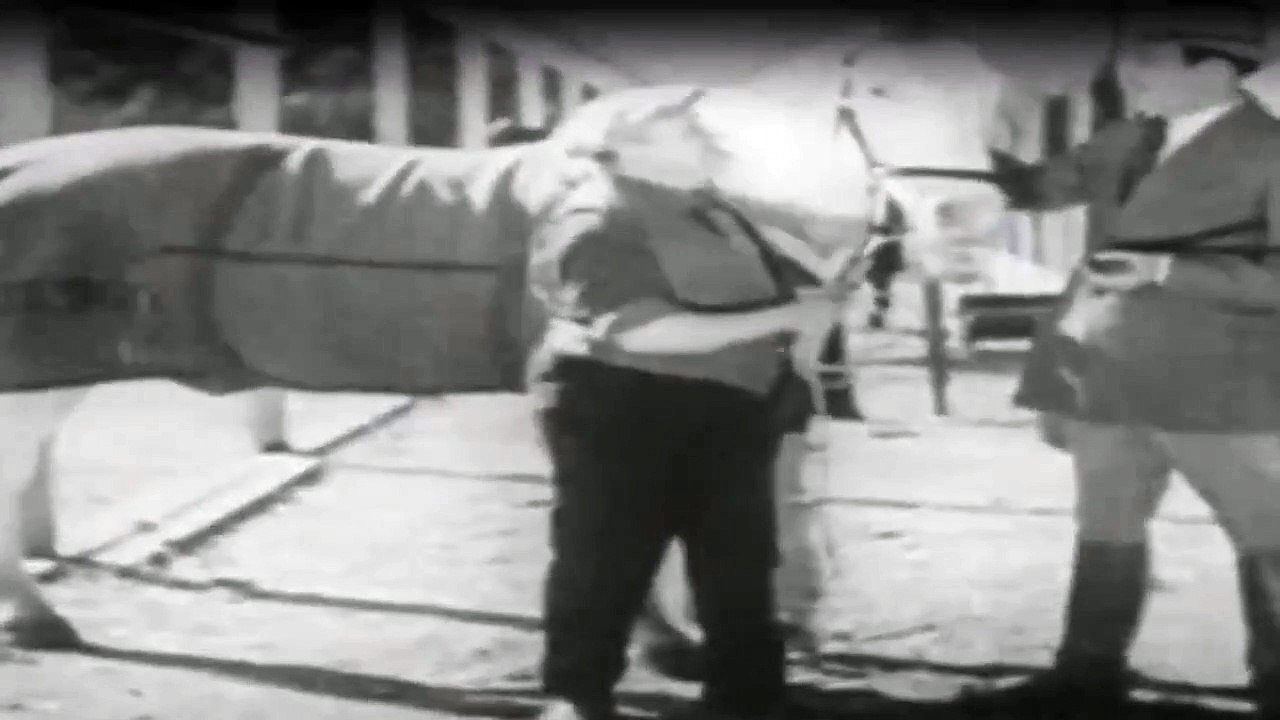 Dick Und Doof Staffel 1 Folge 31 HD Deutsch