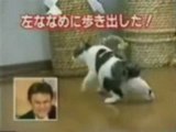 Mean Japanese People Mess With a Cute Kitty on Variety Show