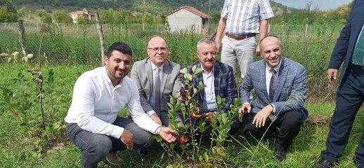Zonguldak ekonomi haberi... Zonguldak'ta 'Aronya' meyvesinin hasadı gerçekleştirildi