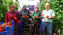 Isparta haberi: Isparta yaylalarında domates hasadı başladı