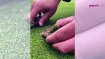 Golf sahasında çıkan yabani otun ayıklanma süreci şaşırttı!