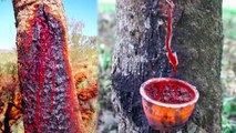 15 Most Dangerous Trees You Should Never Touch