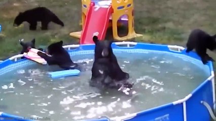 15 Bizarre Things People Found in Their Pool