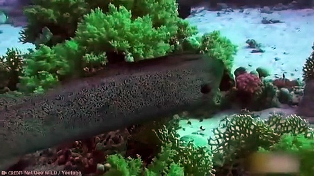 15 Animals That Could Kill a Shark