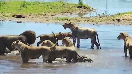 15 Unbelievable Strong Pack Hunter Animals In The Wild