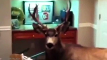 15 Incredible Encounters of Wild Animals Invading People’s Homes