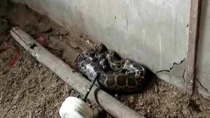 Sagar: अजगर का आतंक खत्म, दिन में दावत उड़ाना महंगा पड़ा