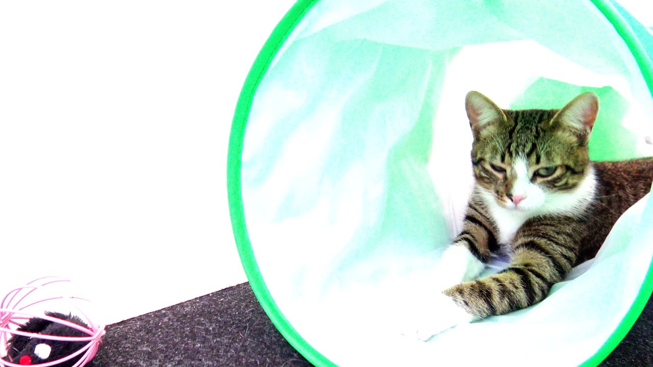 A Cat's Life Is so Boring
