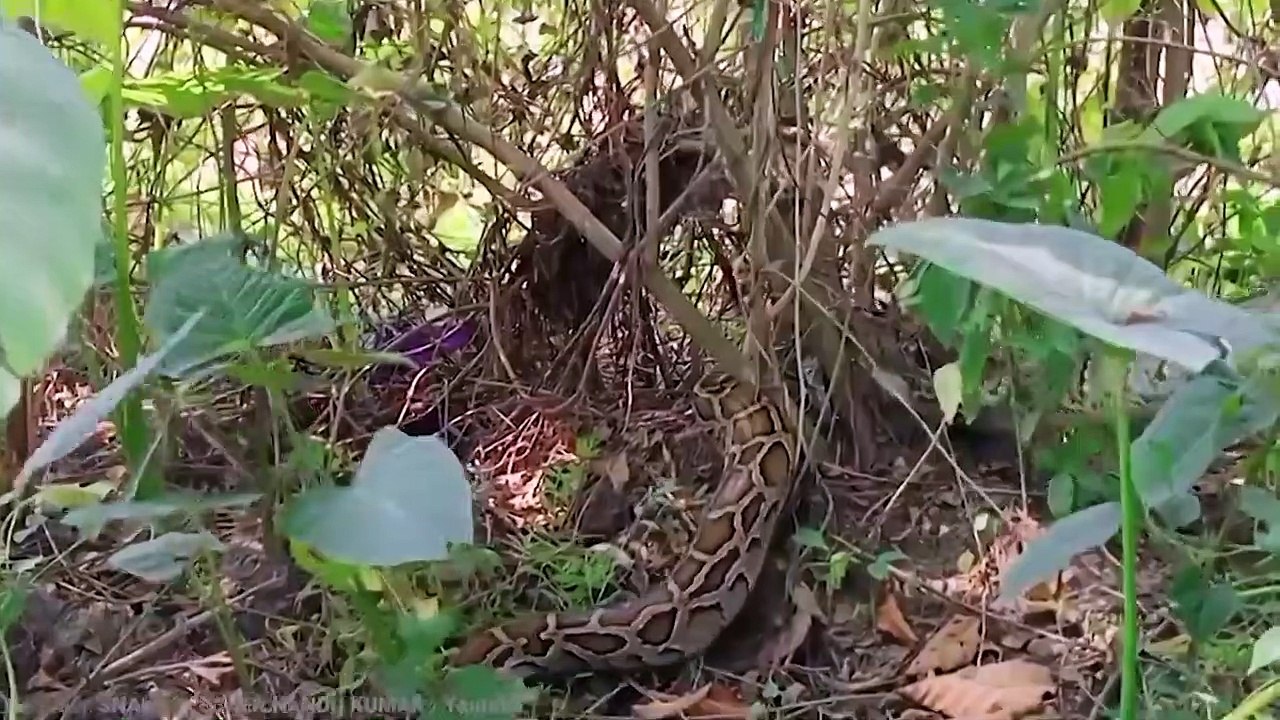 15 Abnormally Large Snakes That Actually Exist