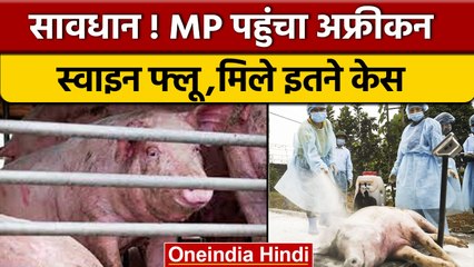 African Swine Flu Cases: Madhya Pradesh में 10 सुअरों में वायरस की पुष्टि | वनइंडिया हिंदी |  *News