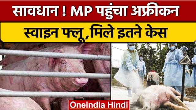 African Swine Flu Cases: Madhya Pradesh में 10 सुअरों में वायरस की पुष्टि | वनइंडिया हिंदी | *News