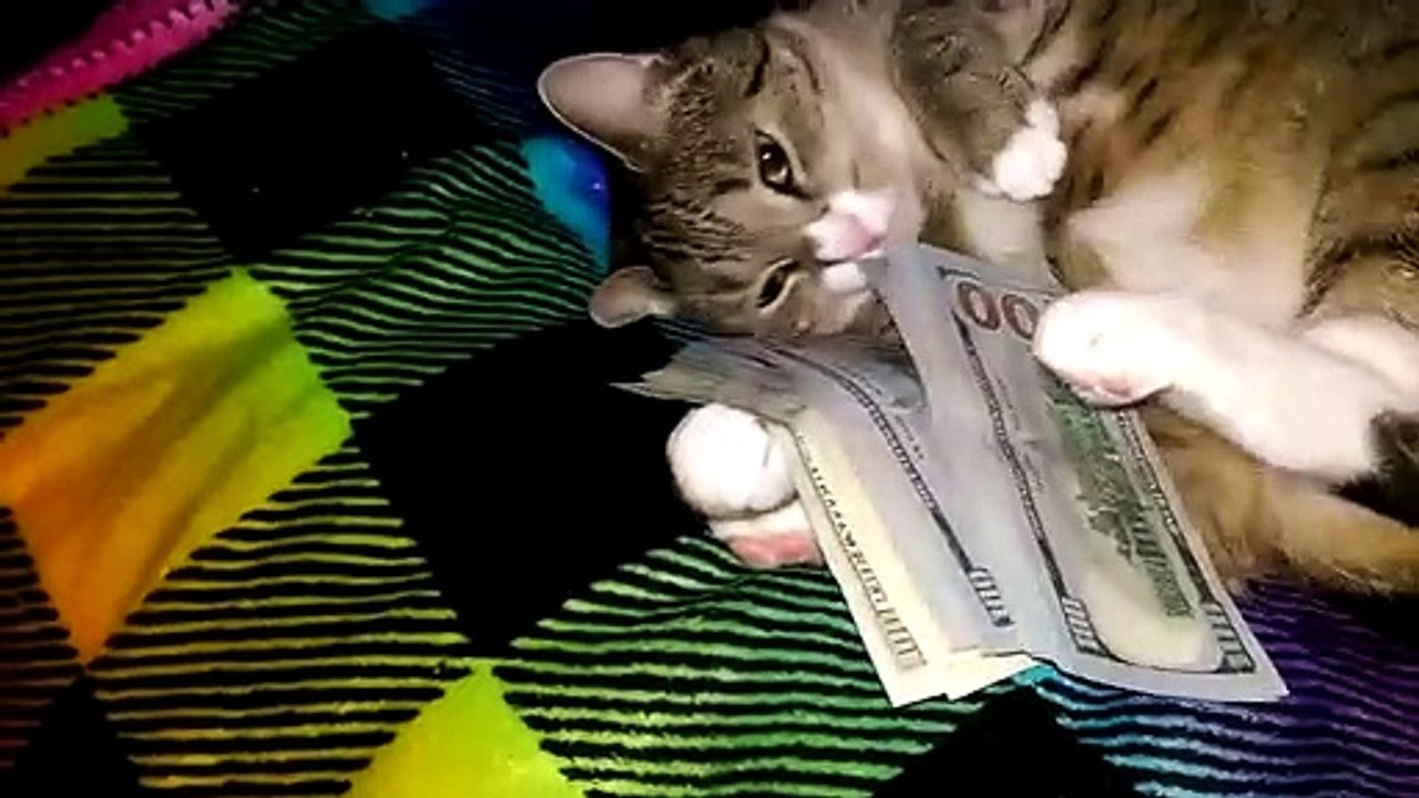 Ce chat aime beaucoup trop l'argent...