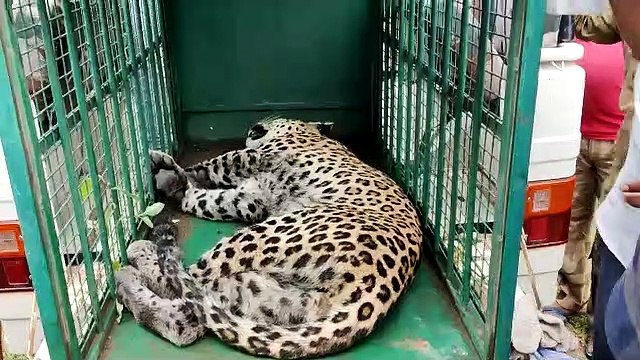 अलवर के जनाना अस्पताल में घुसा पैंथर, मचा हड़कंप, मरीजों की जान सांसत में आई