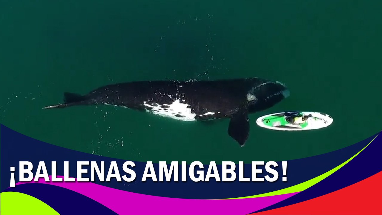 Captan divertido encuentro entre ballenas y humanos