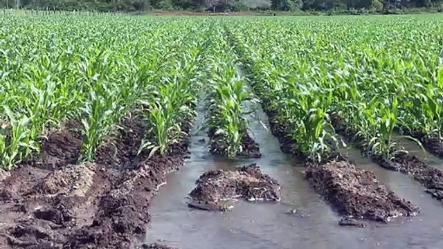 Fomento Agropecuario sigue desazolvando ríos y canales | CPS Noticias Puerto Vallarta