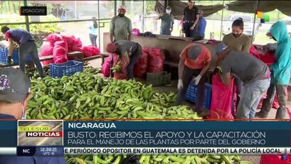 Nicaragua: Estrategia económica gubernamental fortalece producción de plátano
