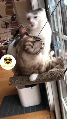 Two funny cats are fighting. Sometimes they are so interesting right? 