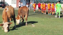 İnekleri görenler gözlerine inanamadı! Ümraniyespor-Galatasaray maçı öncesi olay görüntü