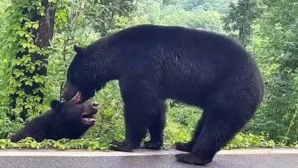 Male Black Bears Brawl on Highway