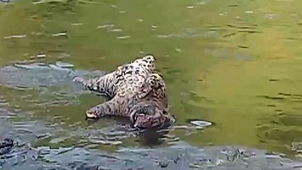 Female leopard found dead in Kunda river