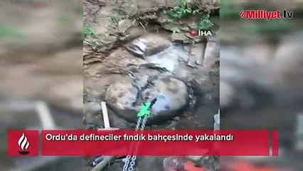 Ordu’da defineciler fındık bahçesinde yakalandı