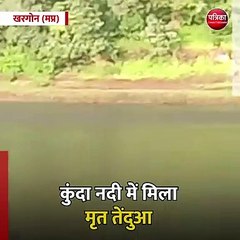 खरगोन (मप्र): कुंदा नदी में मिला मृत तेंदुआ