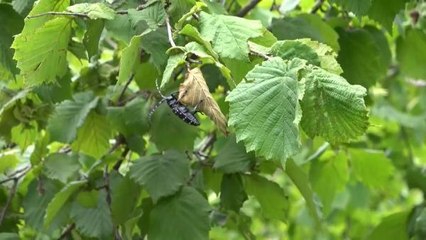PROF. DR. KADIOĞLU TÜRKİYE'DE TROPİKAL HASTALIKLAR İÇİN POLİKLİNİKLERİN KURULMASI GEREKECEK
